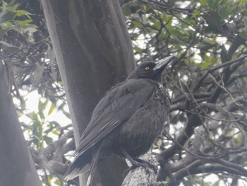 Black Currawong