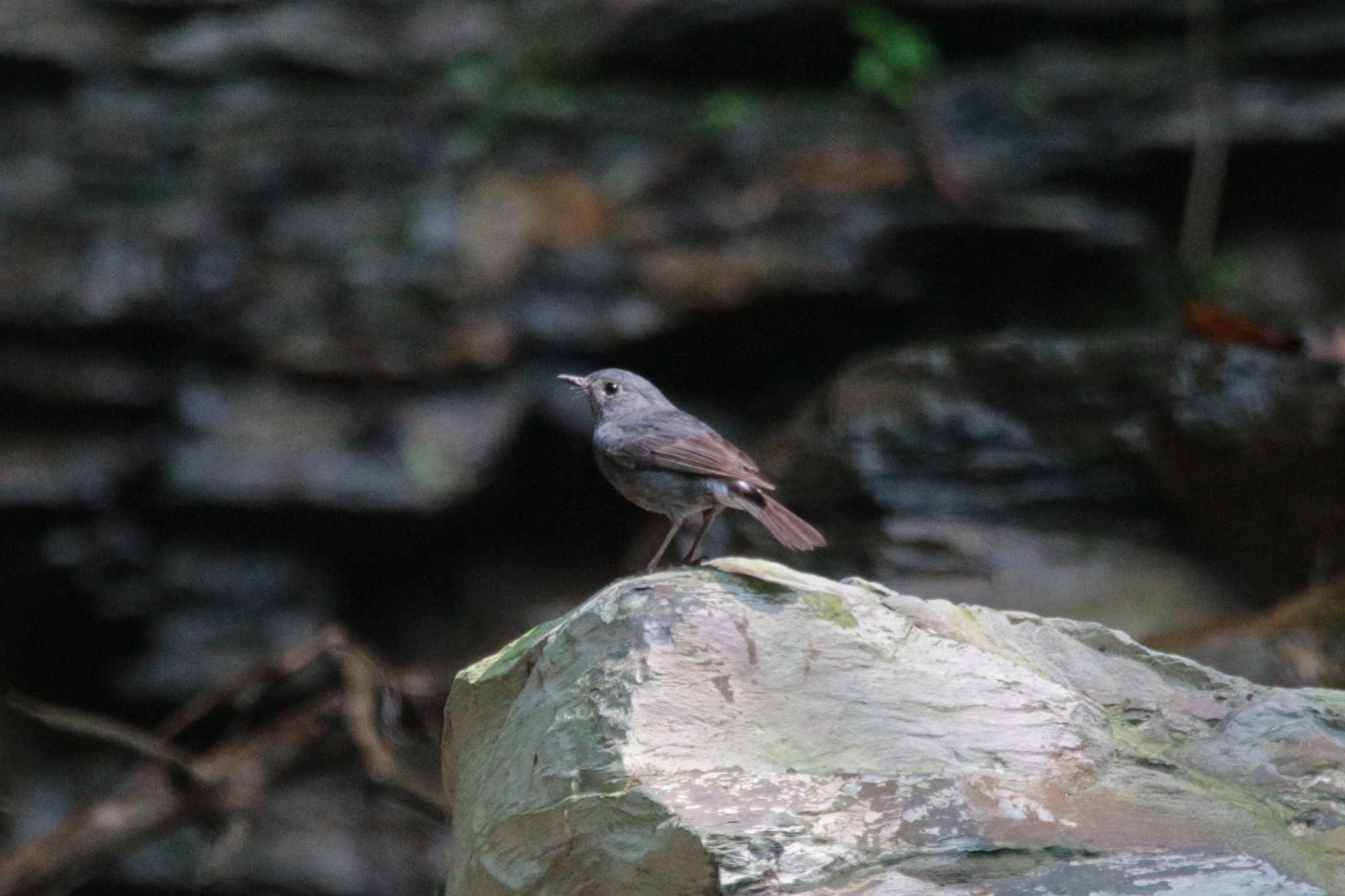 Plumbeous Water Redstart