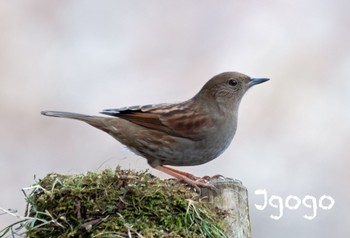 Japanese Accentor 北関東 Thu, 12/29/2022