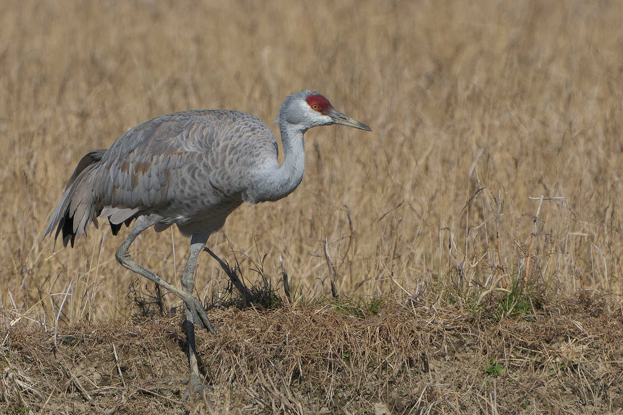 Sandhill Crane