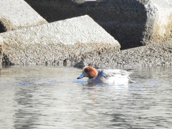 ヒドリガモ 大津漁港(中津郡豊頃町) 2023年1月11日(水)