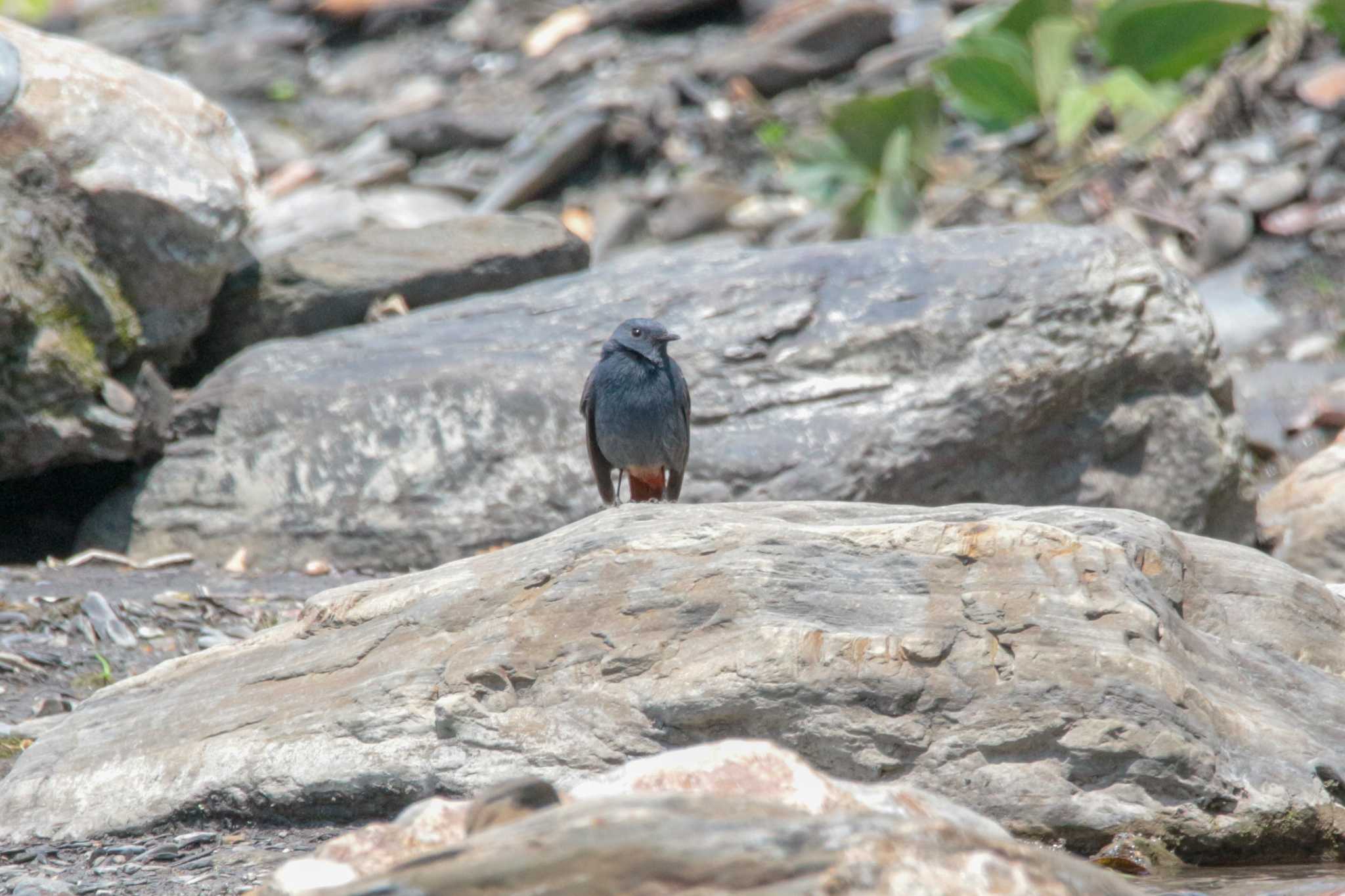 Plumbeous Water Redstart