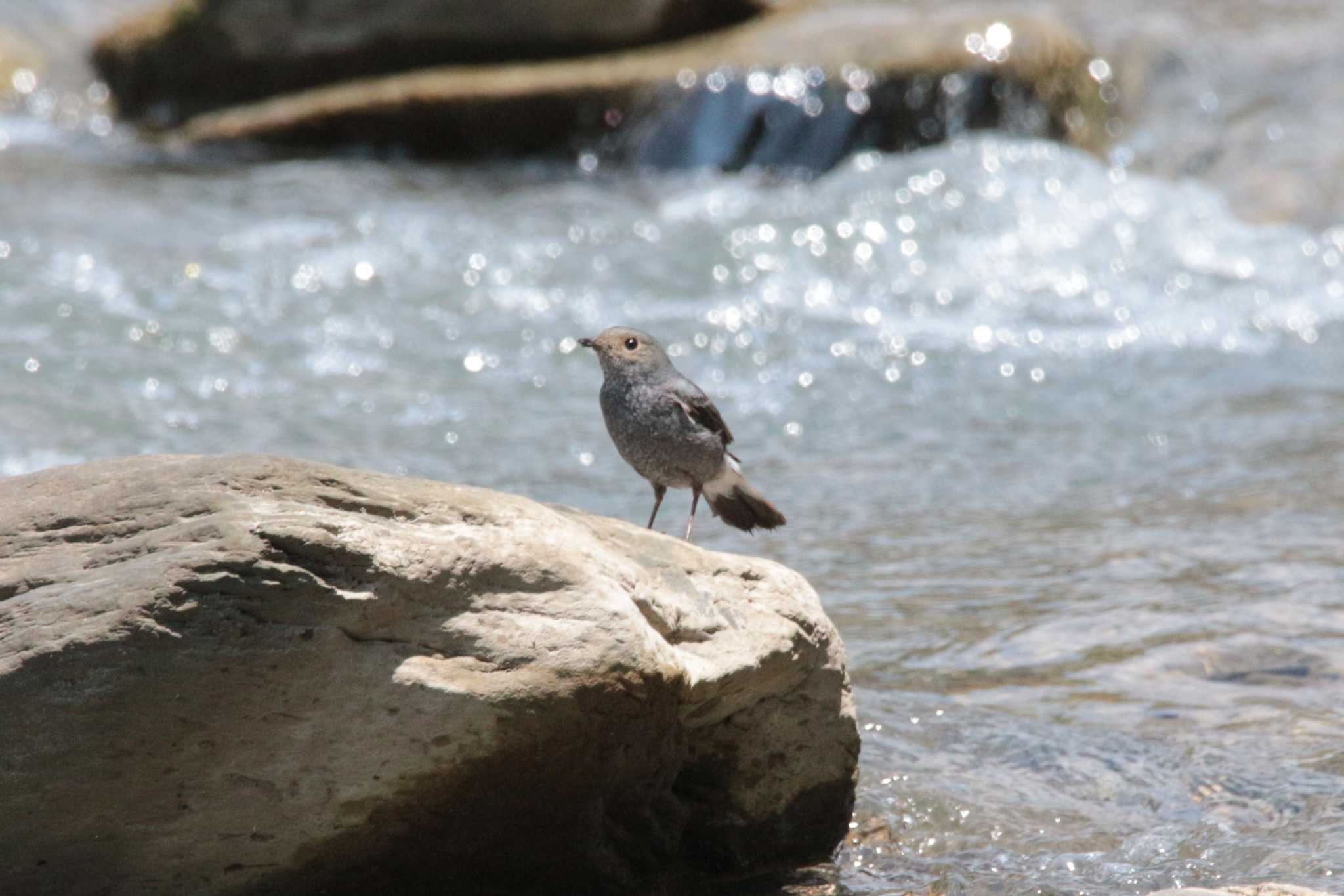 Plumbeous Water Redstart