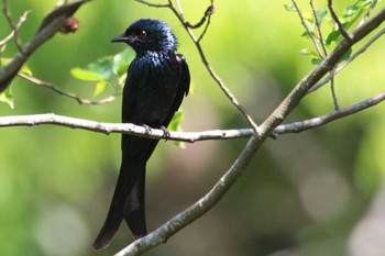 Bronzed Drongo 霧社 Tue, 3/27/2018