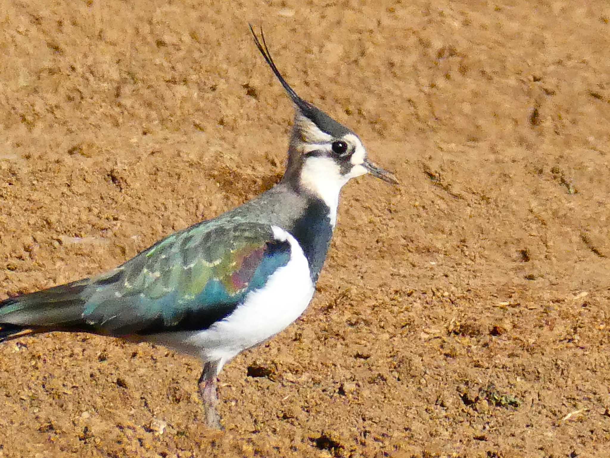 タゲリ