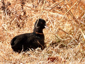 Fri, 1/13/2023 Birding report at 芦ノ湖