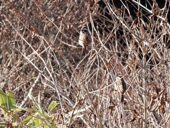 2023年1月13日(金) 箱根大観山の野鳥観察記録