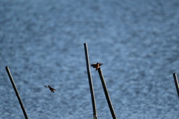 カワセミ 北印旛沼 2022年12月7日(水)