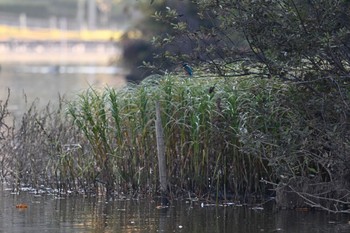 カワセミ 坂田ヶ池総合公園 2022年11月11日(金)