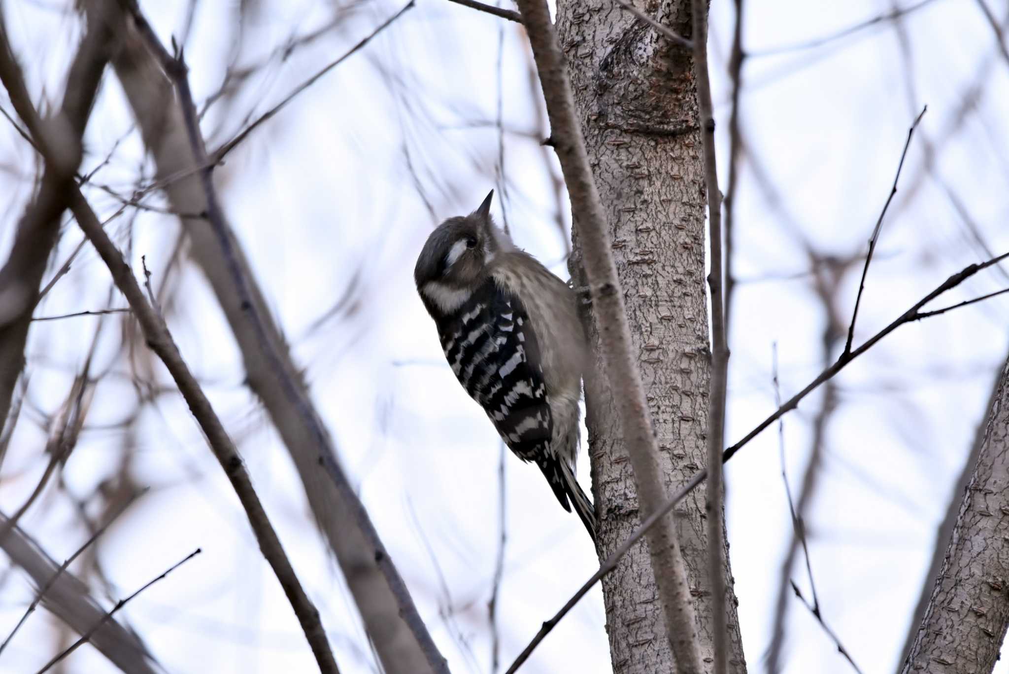 Photo of Japanese Pygmy Woodpecker at 加木屋緑地 by ポッちゃんのパパ