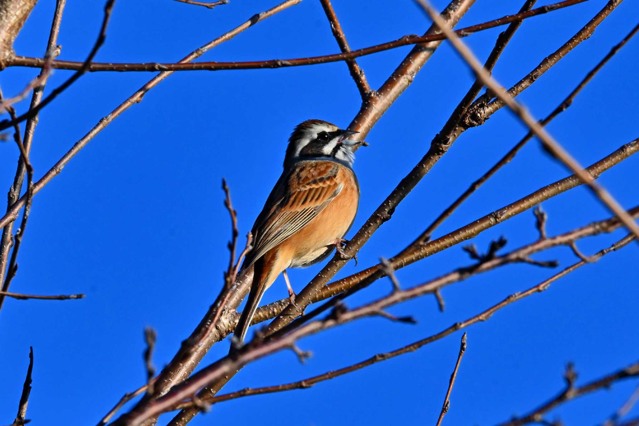 Photo of Meadow Bunting at 加木屋緑地 by ポッちゃんのパパ