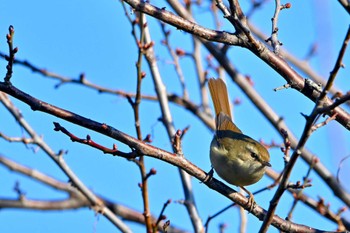 Japanese Bush Warbler 加木屋緑地 Thu, 1/12/2023