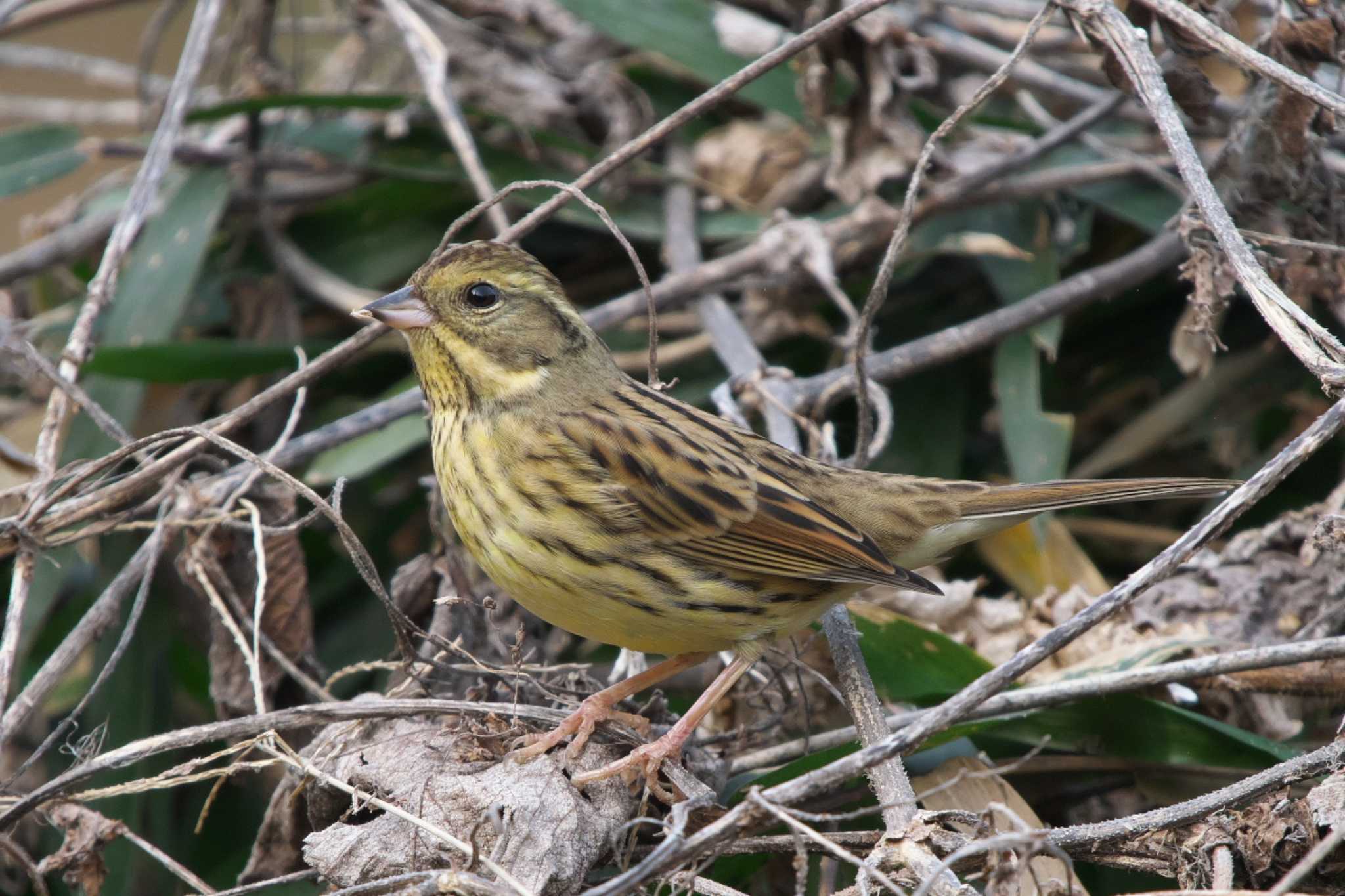 Masked Bunting