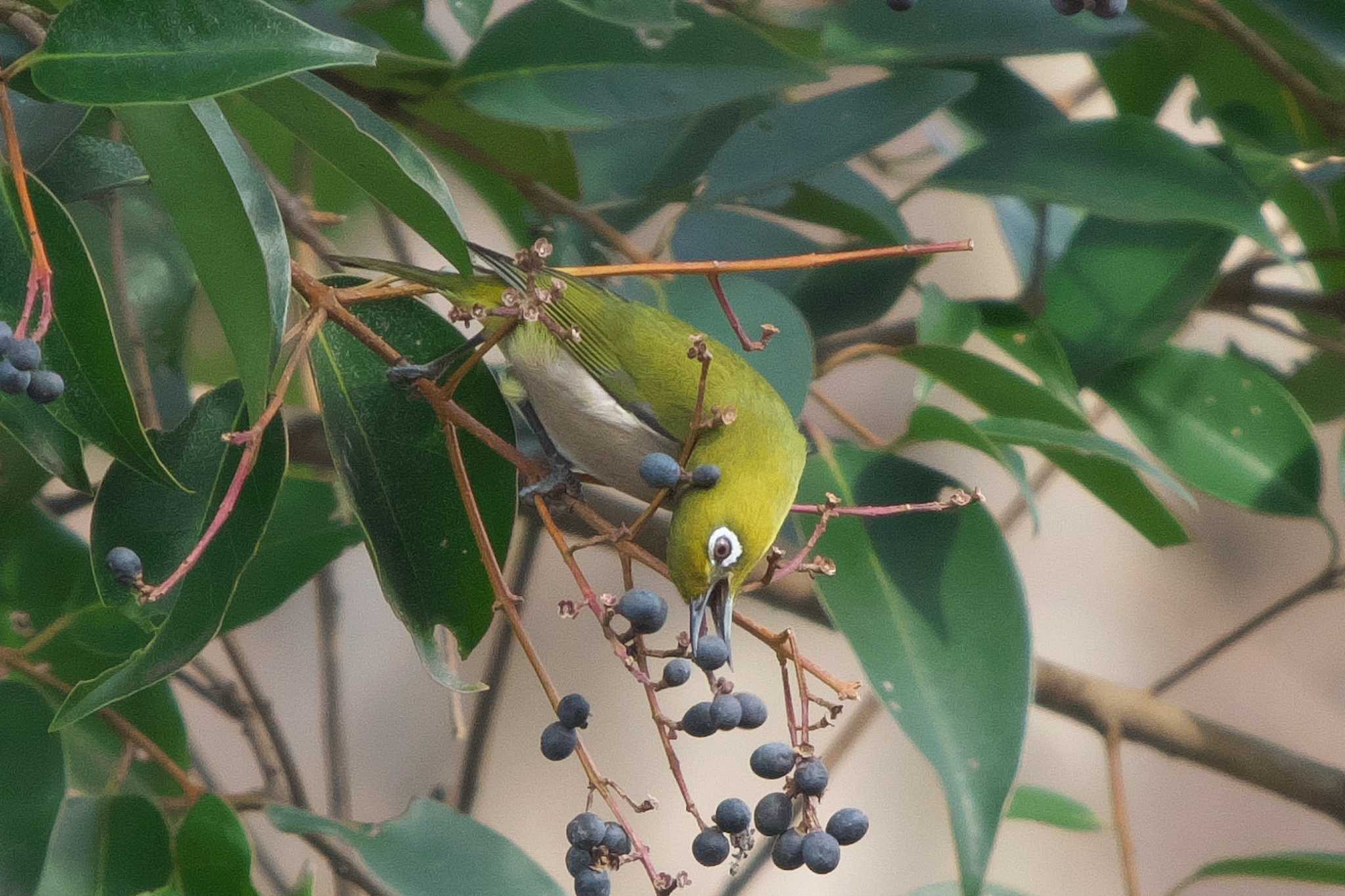 Warbling White-eye