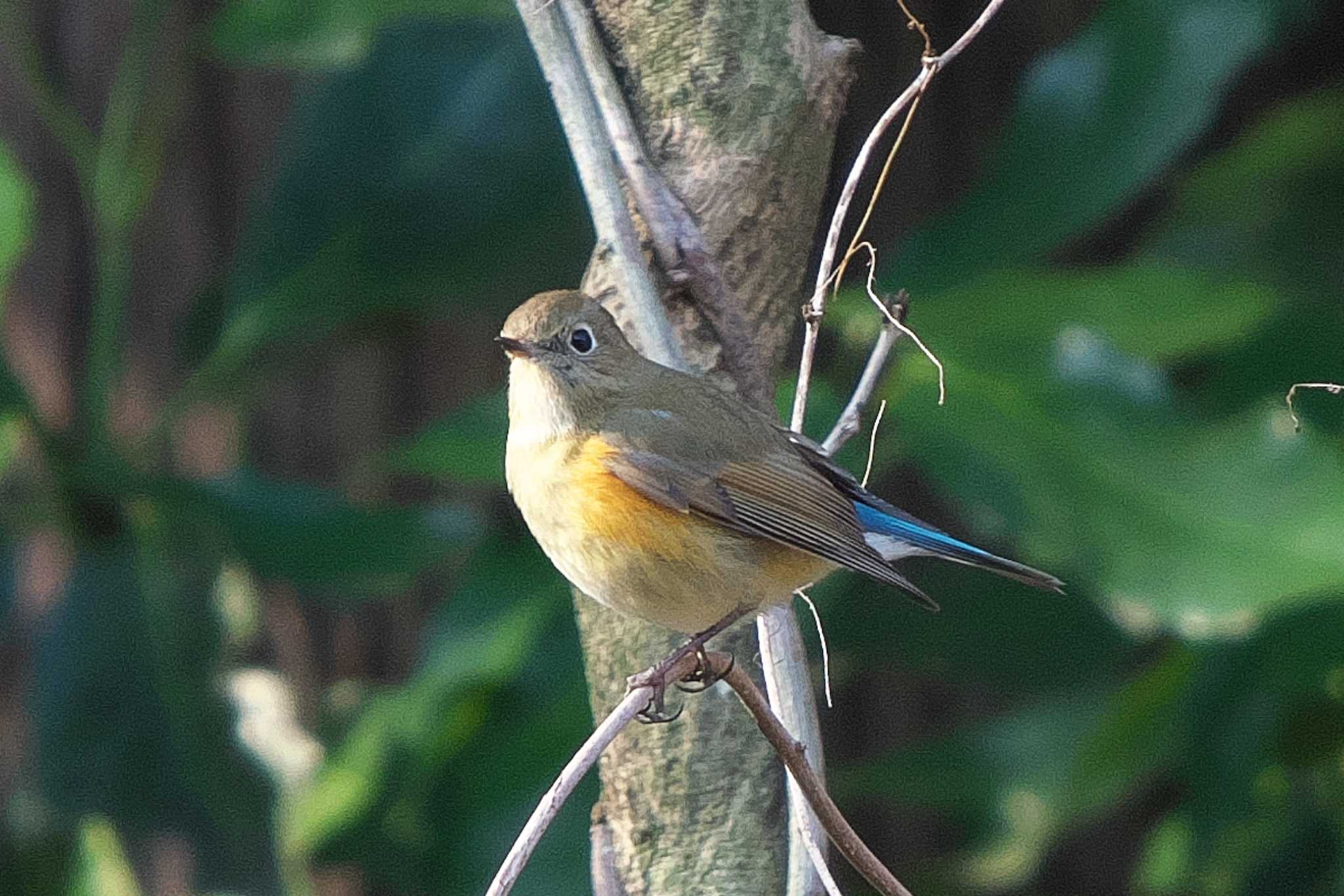 Red-flanked Bluetail