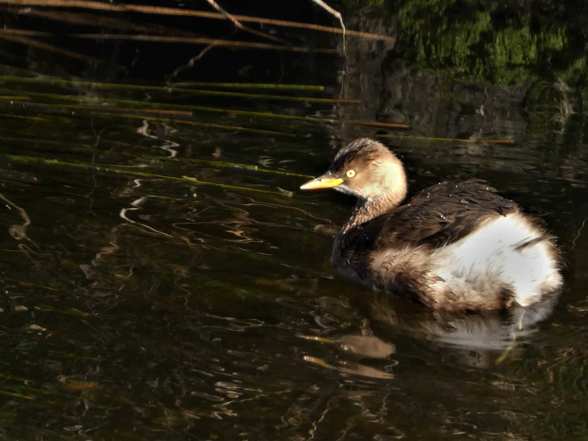 Little Grebe