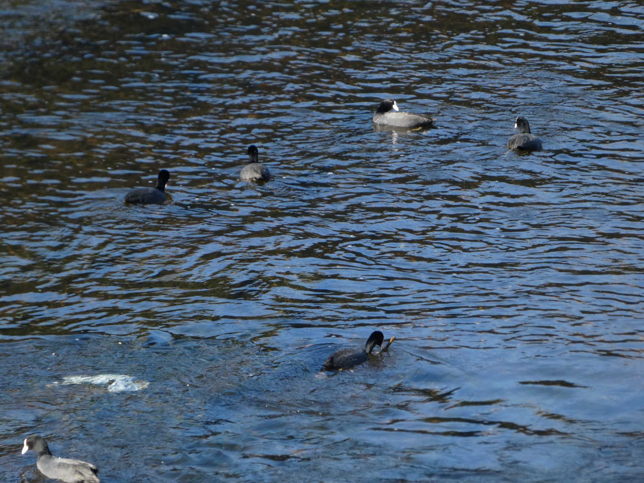 Eurasian Coot