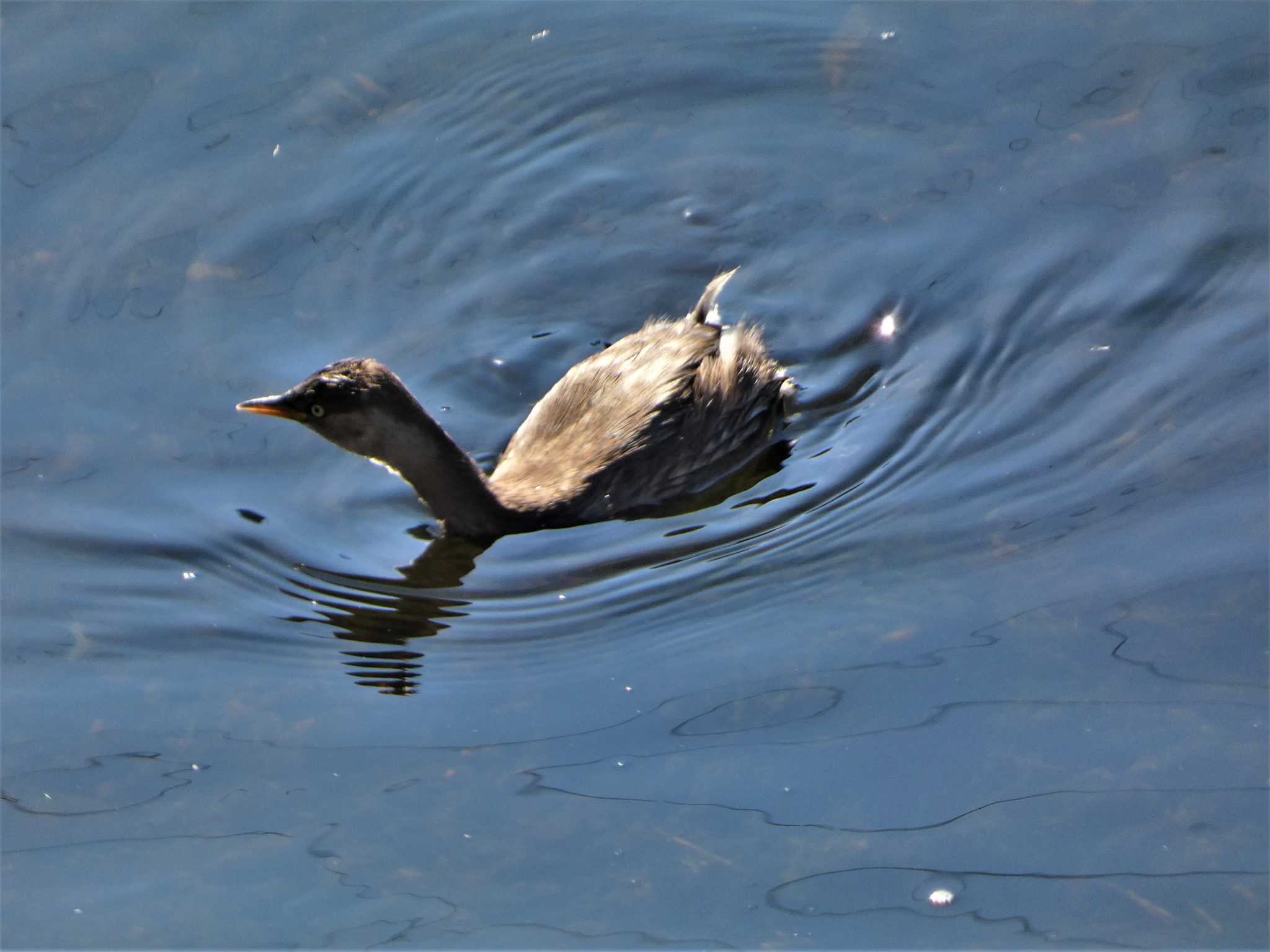 Little Grebe