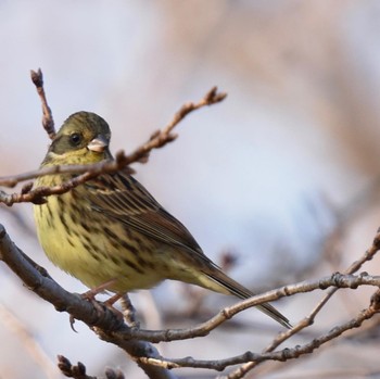 Masked Bunting Toneri Park Unknown Date