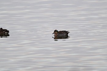 トモエガモ 北印旛沼 2022年12月21日(水)