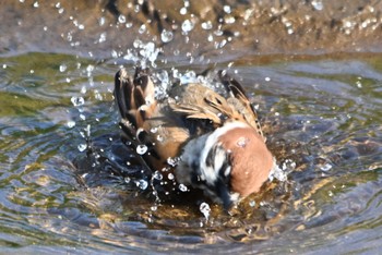 スズメ 根木名川 2022年6月2日(木)