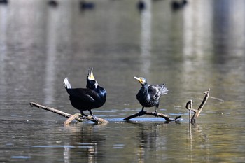 カワウ 坂田ヶ池総合公園 2022年11月16日(水)