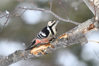 2023年1月7日(土) 西岡公園(西岡水源地)の野鳥観察記録