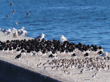 ミヤコドリ ふなばし三番瀬海浜公園 2023年1月4日(水)