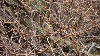 Yellow-throated Bunting Arima Fuji Park Fri, 1/13/2023