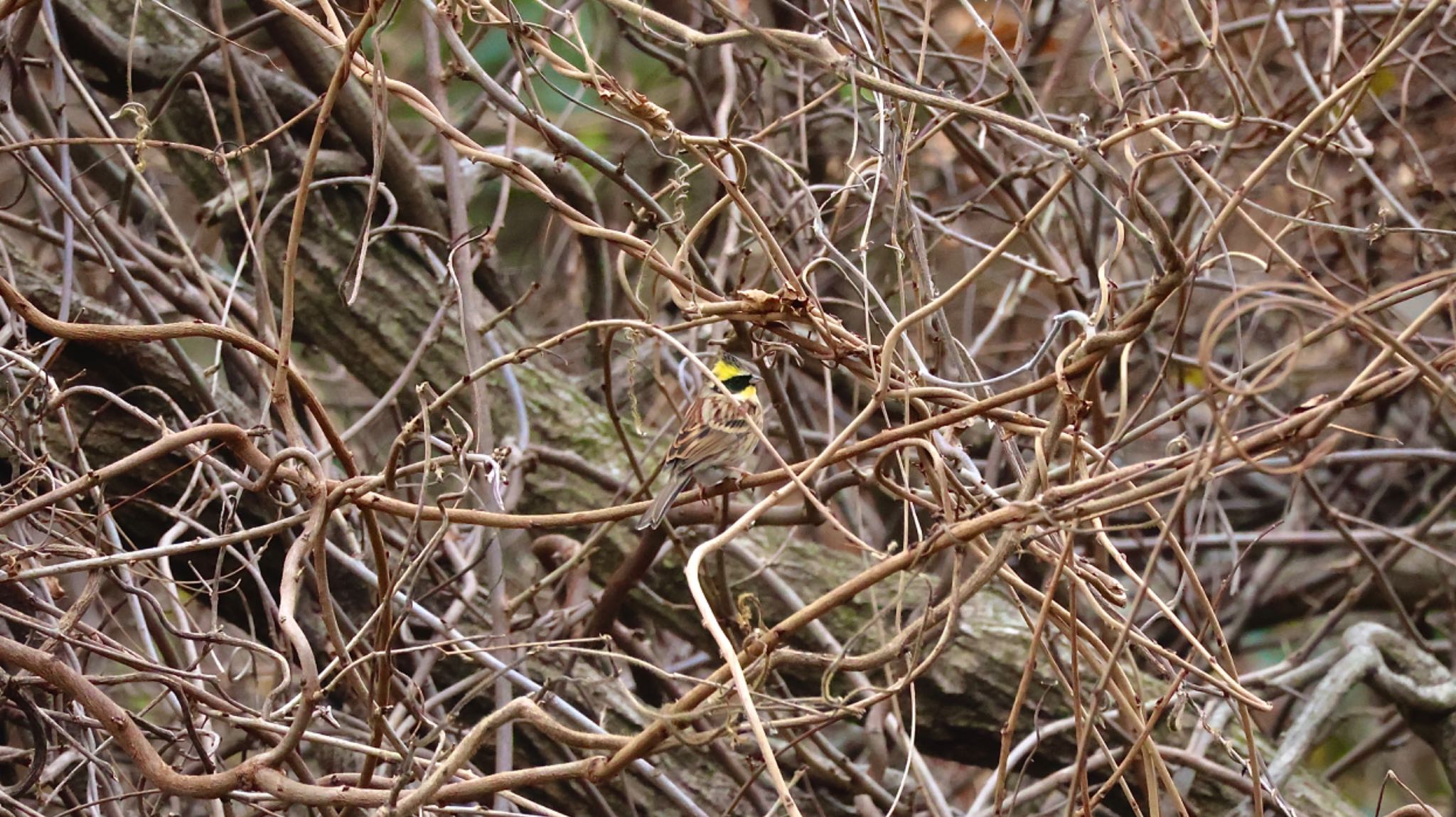 Photo of Yellow-throated Bunting at Arima Fuji Park by 洗濯バサミ