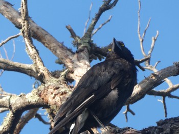 Grey Currawong Narawntapu National Park, Bakers Beach, Tasmania, Australia Thu, 1/5/2023