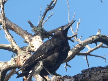 Grey Currawong Narawntapu National Park, Bakers Beach, Tasmania, Australia Thu, 1/5/2023