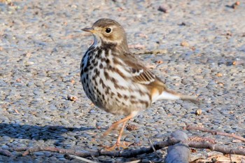 Sun, 1/8/2023 Birding report at Mizumoto Park