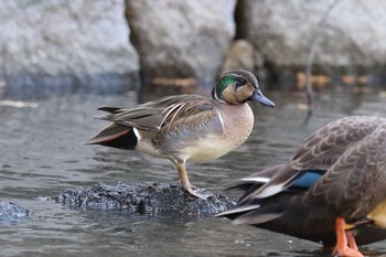 Baikal Teal