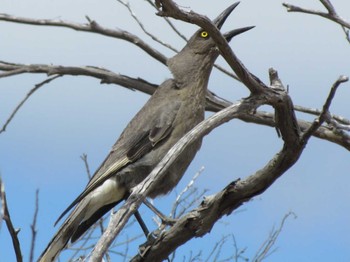 Grey Currawong パース Unknown Date