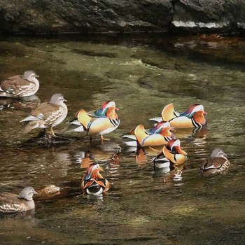 Mandarin Duck おしどりの里 Fri, 1/13/2023