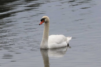 コブハクチョウ 大分県志高湖 2023年1月13日(金)