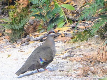 Brush Bronzewing Natawntapu National Park, Bakers Beach, Tasmania, Australia Thu, 1/5/2023