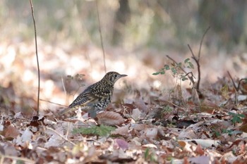 White's Thrush 井頭公園 Mon, 1/9/2023