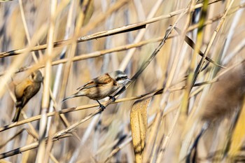 Chinese Penduline Tit 加古川河口 Sun, 12/25/2022