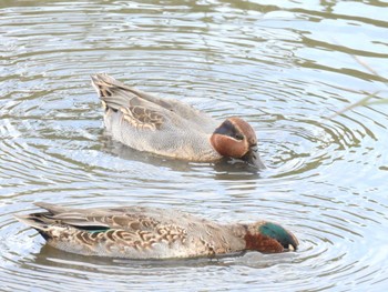 コガモ 行徳野鳥保護区 2022年11月13日(日)