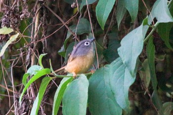 Grey-cheeked Fulvetta 霧社 Tue, 3/27/2018