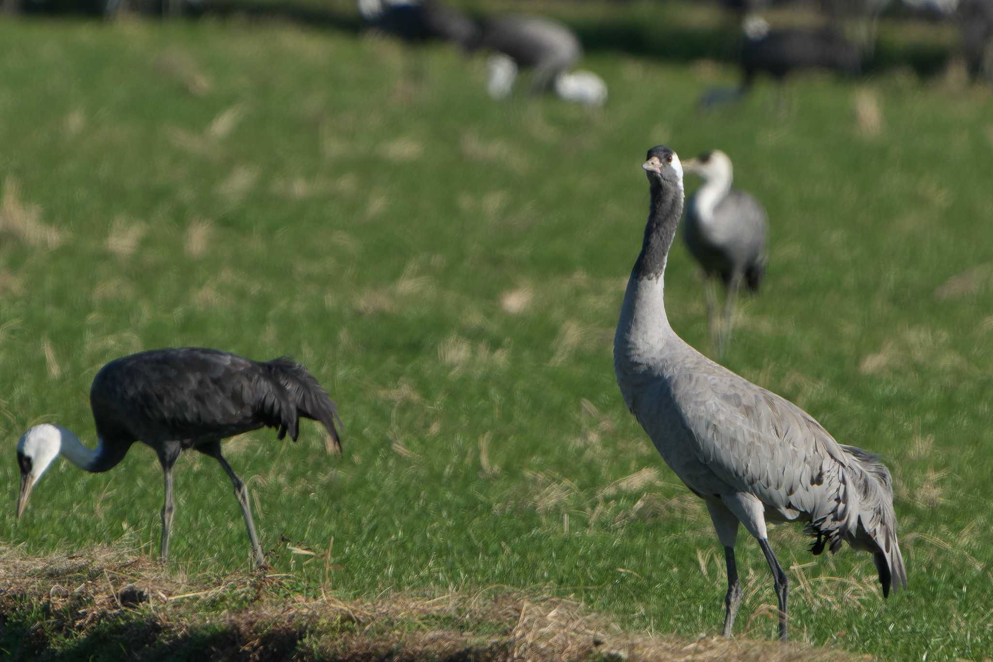 Photo of Common Crane at 出水市 by 禽好き