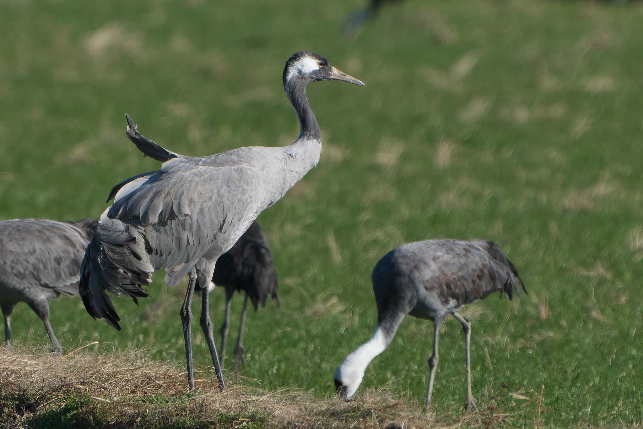 Photo of Common Crane at 出水市 by 禽好き