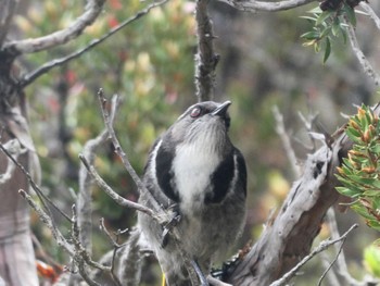 Crescent Honeyeater Lake Lilla Track, Cradle Mountain, Tasmania, Australia Thu, 1/5/2023