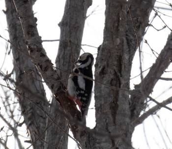 Great Spotted Woodpecker(japonicus) 野幌森林公園 Mon, 1/9/2023