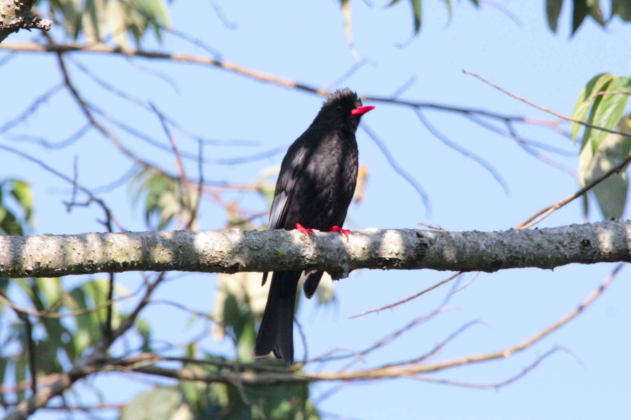 Photo of Malagasy Bulbul at 霧社 by たかとん