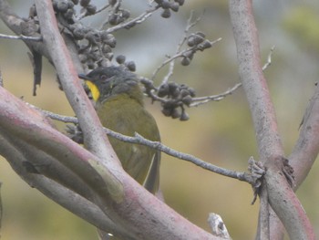 Yellow-throated Honeyeater