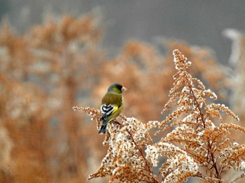 オオカワラヒワ 亀岡鳥獣保護地区 2023年1月7日(土)