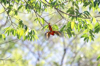 Grey-chinned Minivet 霧社 Tue, 3/27/2018